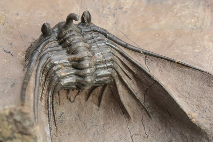 Kettneraspis Trilobite With Long Occipital - Lghaft, Morocco #226056